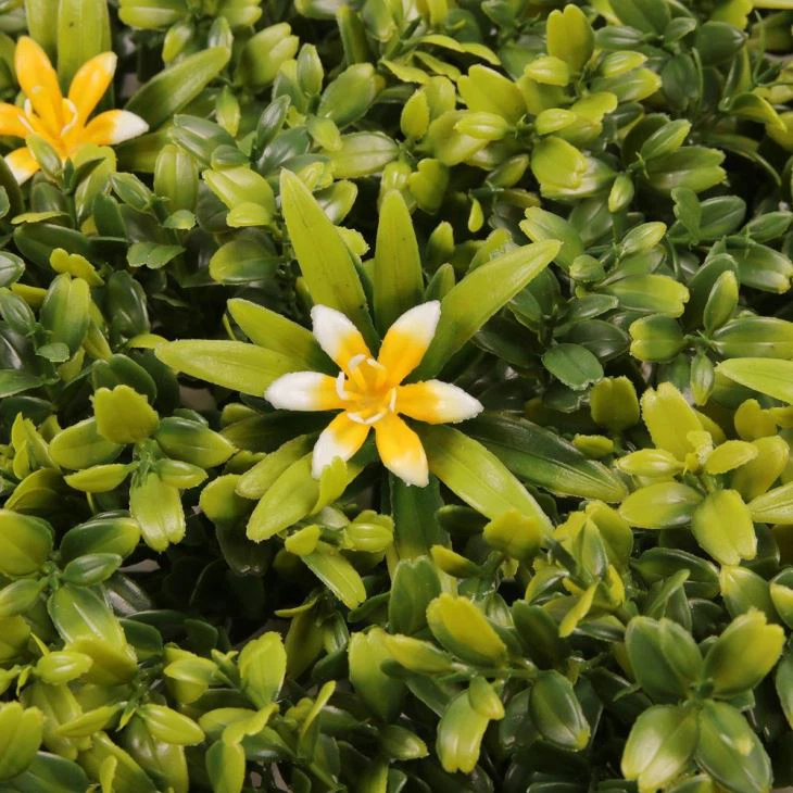Boxwood Hedge Plant